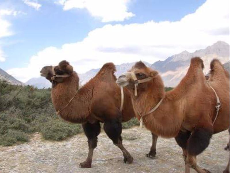 Nubra Summer Camp